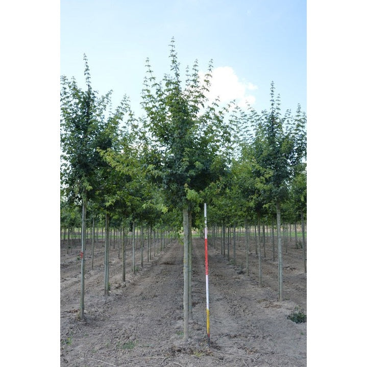 Naverlönn - Acer campestre - Kannan ympärys 16-18 cm, korkeus 3,5-4 metriä, HS,