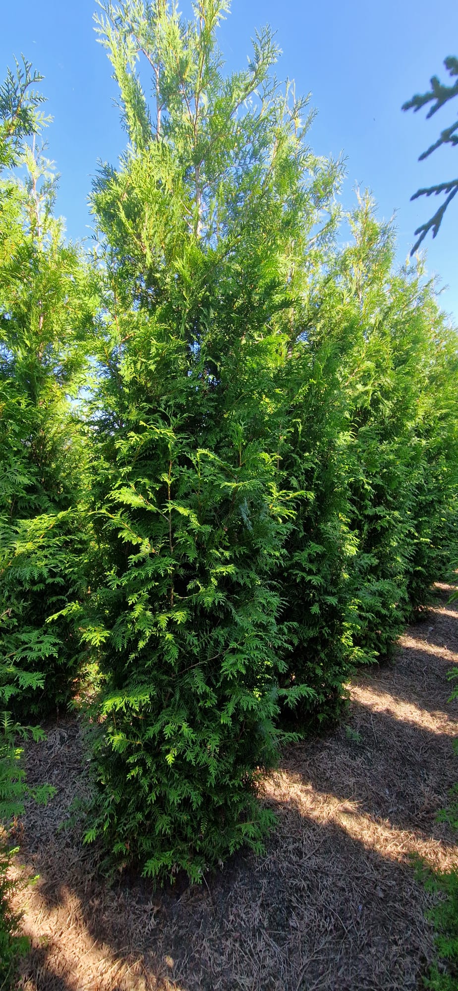 Thuja occ. &