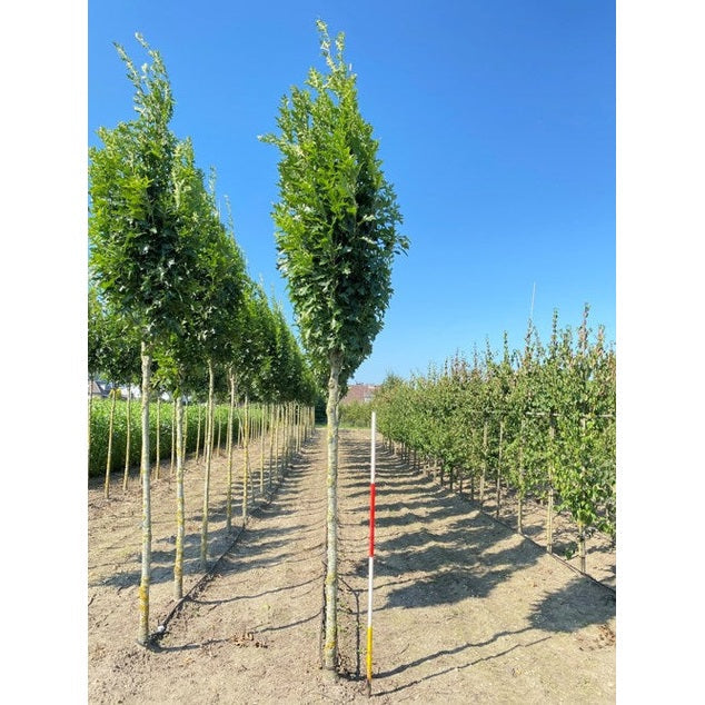 Kärrek - Quercus palustris &