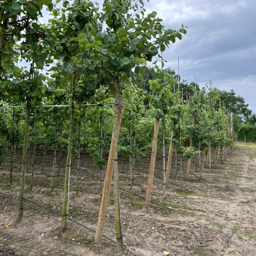 Amerikkalainen judasträd - Cercis canadensis - Rungon ympärysmitta 14-16 cm, korkeus 3,5-4 metriä, HS,