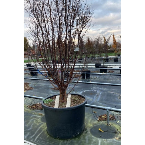 Kuparivaahtera - Acer griseum 250-300 MS