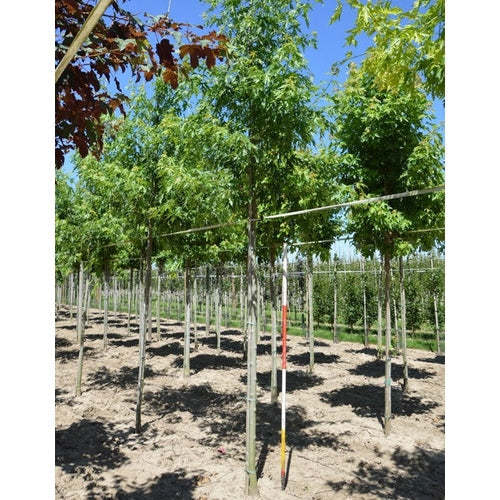 Liuskalehtinen hopeaharu - Acer saccharinum &