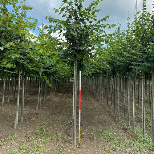 Lehtikuusi - Tilia cordata 12-14 HS,