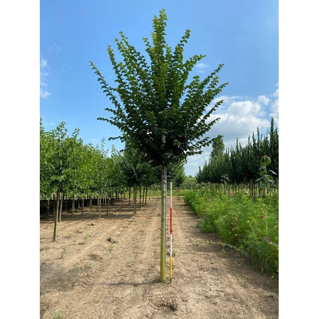 Alma - Ulmus &