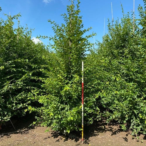 Avenbok - Carpinus betulus 12-14 GEV