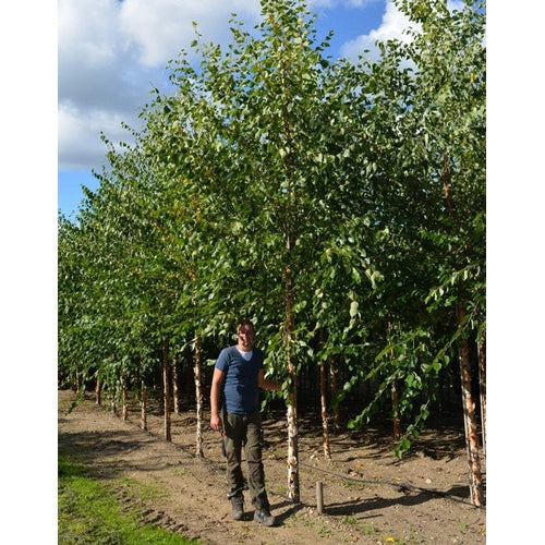 Musta koivu - Betula nigra - Rungon ympärysmitta 18-20 cm, korkeus 4 +/- metriä, HS, COCO