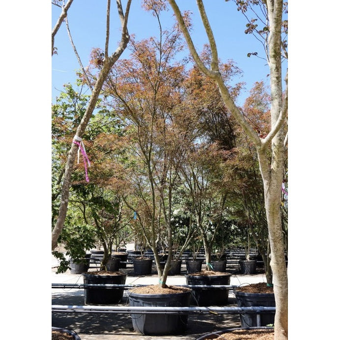 Japanilainen vaahtera - Acer palmatum &