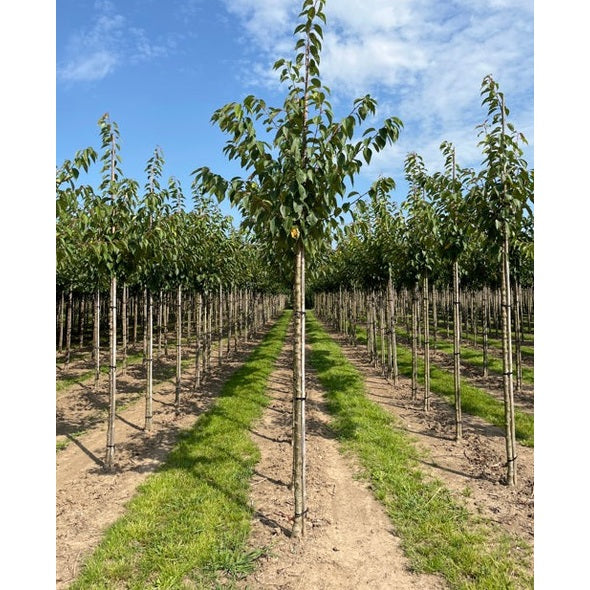 Koristekirsikka - Prunus serrulata &