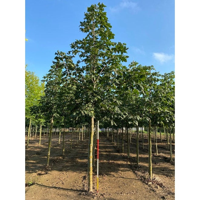 Punakukkainen hevoskastanja - Aesculus carnea &