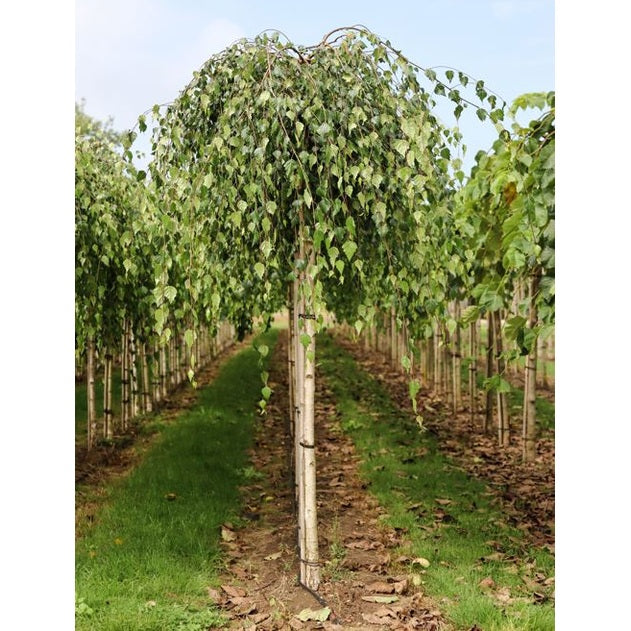 Tervaleppä - Betula pendula &