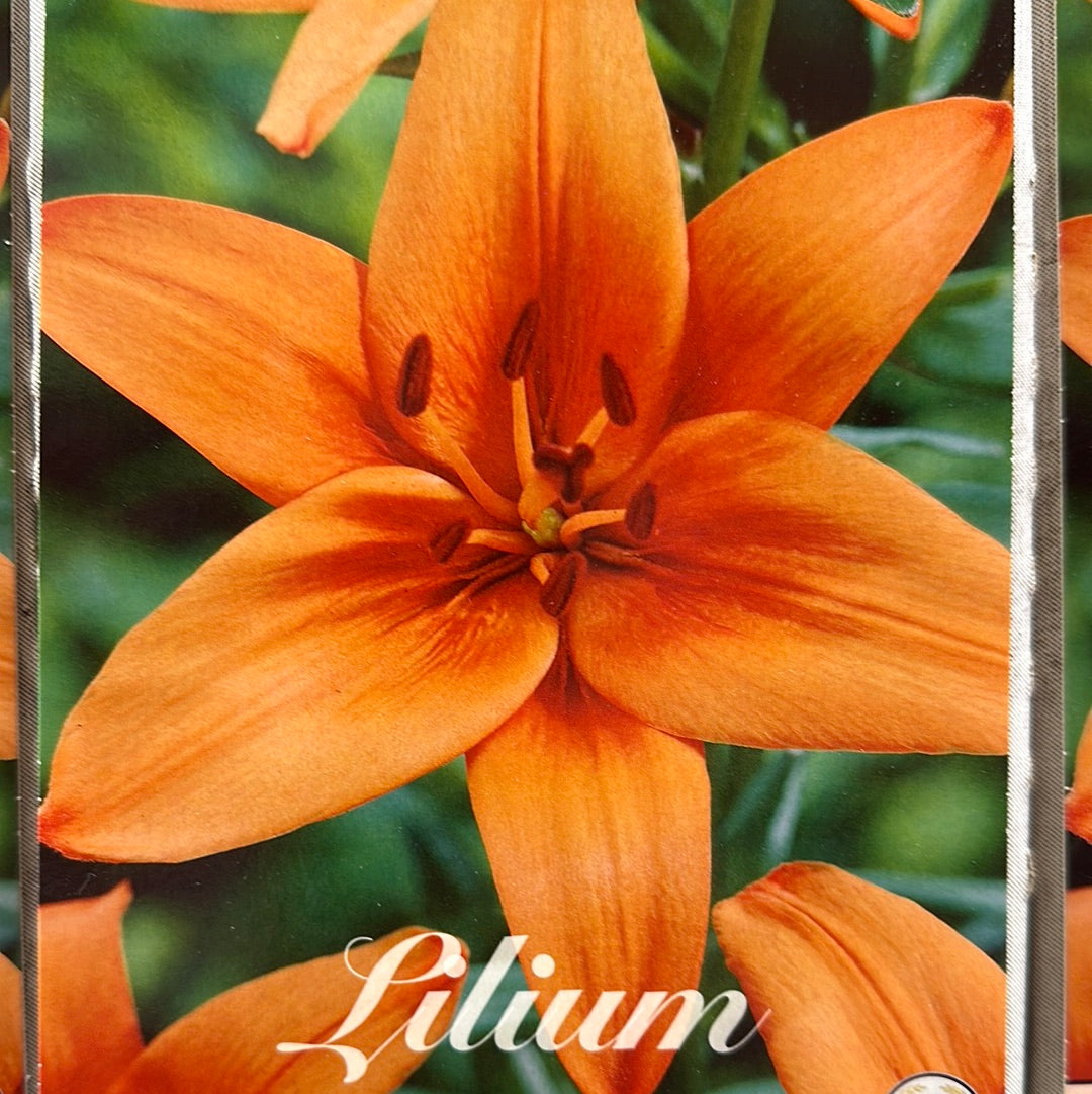 Lilium-Asiatlilja &
