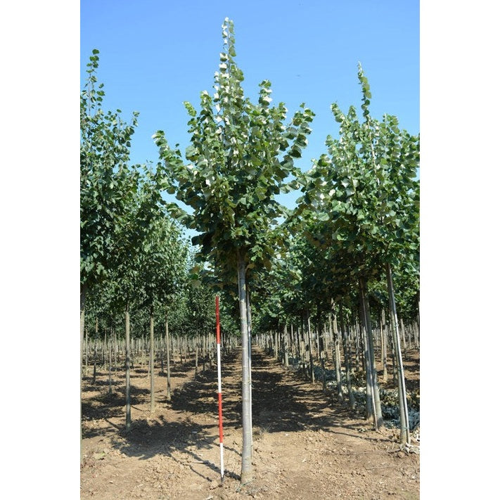 Silverlind - Tilia tomentosa &