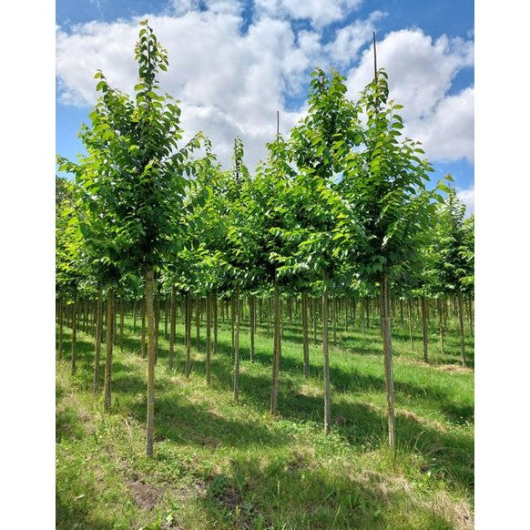 Almui - Ulmus &