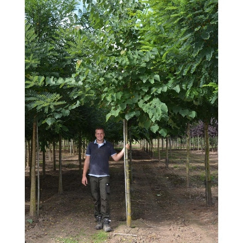 Amerikkalainen judasträd - Cercis canadensis - Rungon ympärysmitta 16-18 cm, korkeus 3,5-4 metriä, 225 kpl DRKL