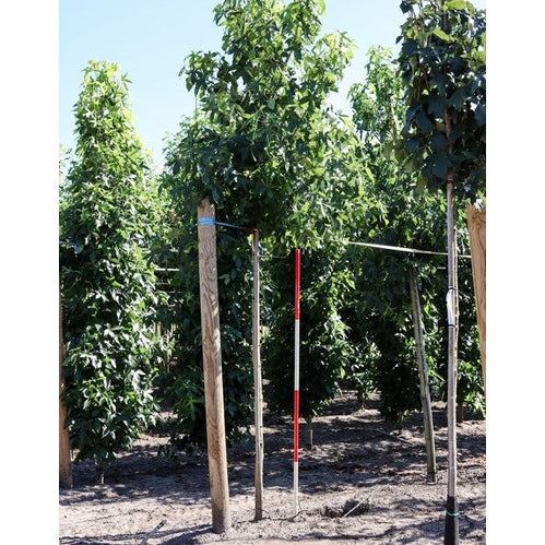 Ambrapuu - Liquidambar styraciflua &