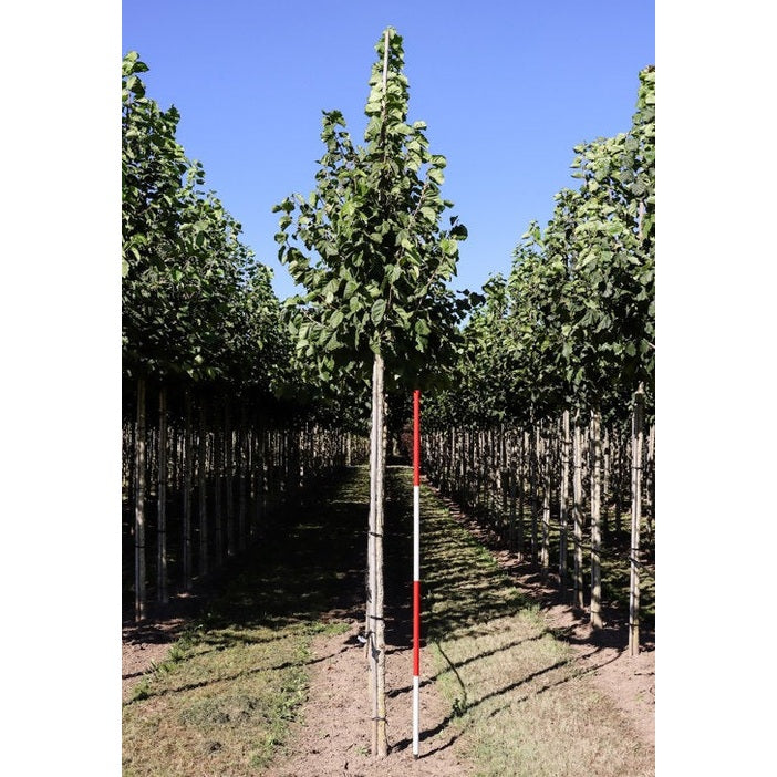 Turkkilainen pähkinä - Corylus colurna 12-14 HS,