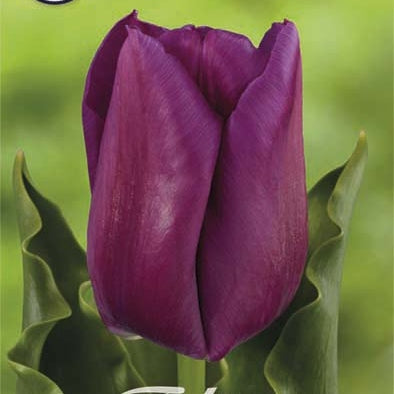 Tulppaani Triumph Passio Glossy 7-pakkaus (UUTUUS)