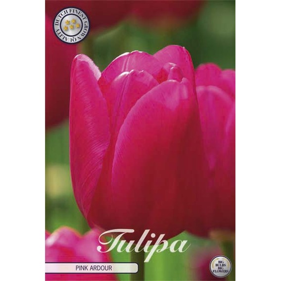 Tulppaani Triumph Pink Ardour 10-pakkaus (UUTUUS)