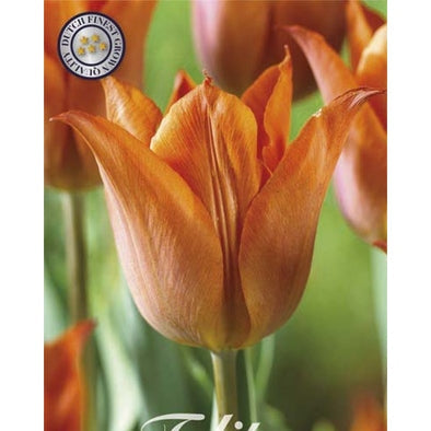 Tulppaani Triumph Pyyntö 10-pakkaus (UUTUUS)