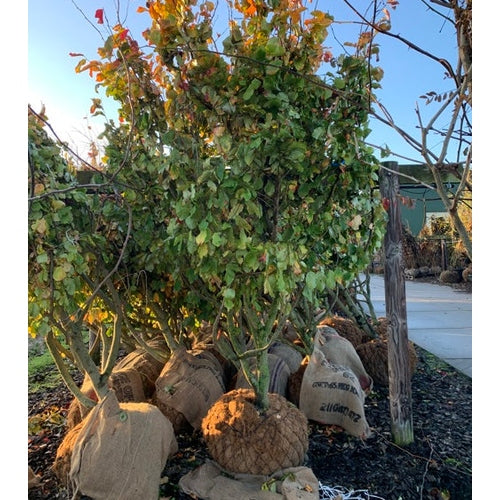 Papegojpensas - Parrotia persica 200-250 MS CONT