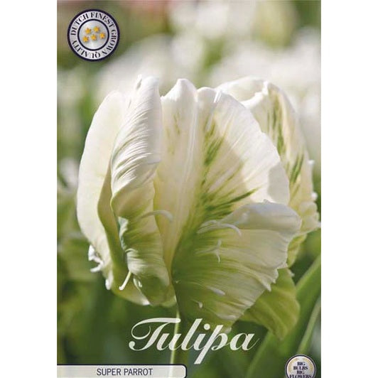 Tulppaani Parrot Super Parrot 7-pakkaus (UUTUUS)