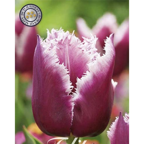 Fringed San Martin -tulppaani 7-pakkaus (UUTUUS)