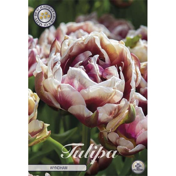 Tulppaani Double Late Wyndham 7-pakkaus (UUTUUS)