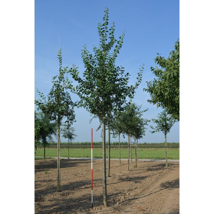 Luumu - Prunus domestica &