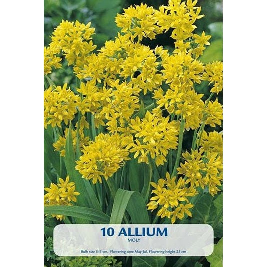 Allium Moly 10-pakkaus