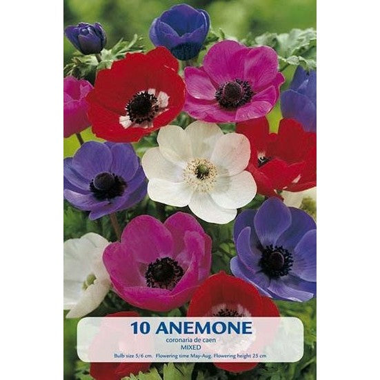 Anemon Blanda Mix 10-pakkaus