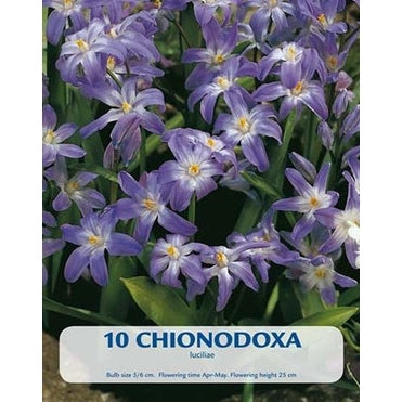 Kevättähti Luciliae 10-pakkaus