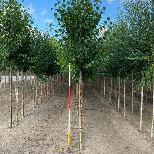 Paperipaju - Betula papyrifera 12-14 HS,