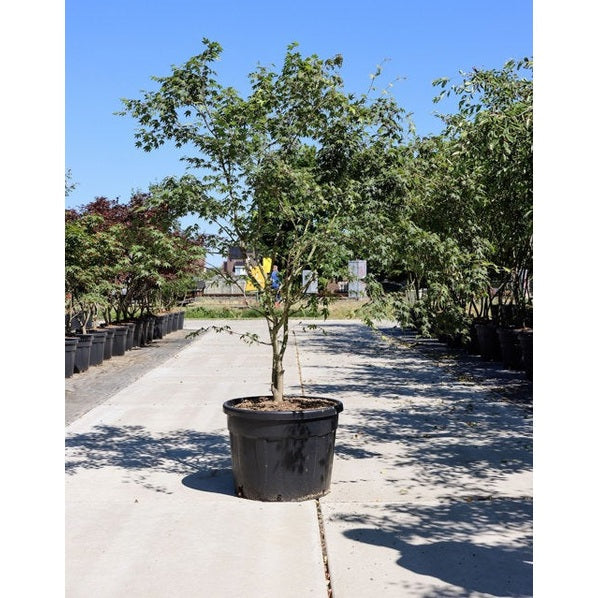 Japanilainen vaahtera - Acer palmatum 200-250 MS CONT