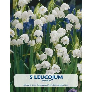 Lumikello Aestivum 5-pakkaus