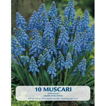 Helmililja Armeniacum 10-pakkaus