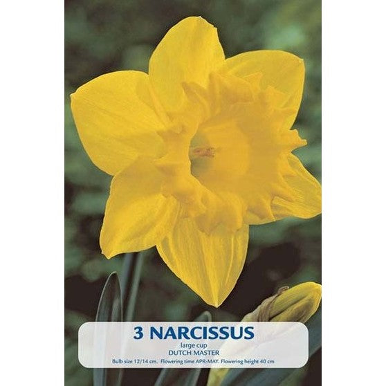 Narciss Dutch Master 3-pack