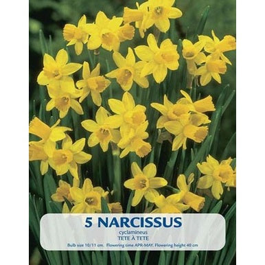 Narcissi Tête-à-Tête 5-pakkaus