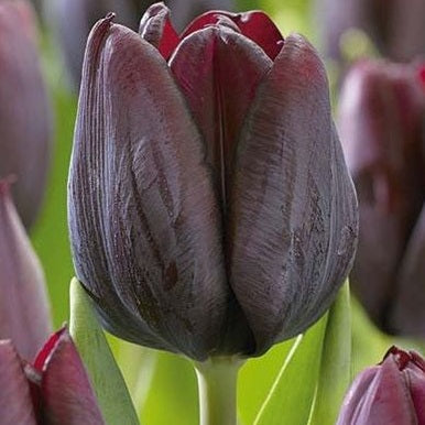 Tulppaani Ronaldo 5-pack