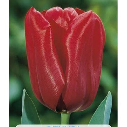 Tulppaanin Seadov 5-pakkaus