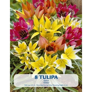 Tulppaani Vildartad Mix 8-pakkaus