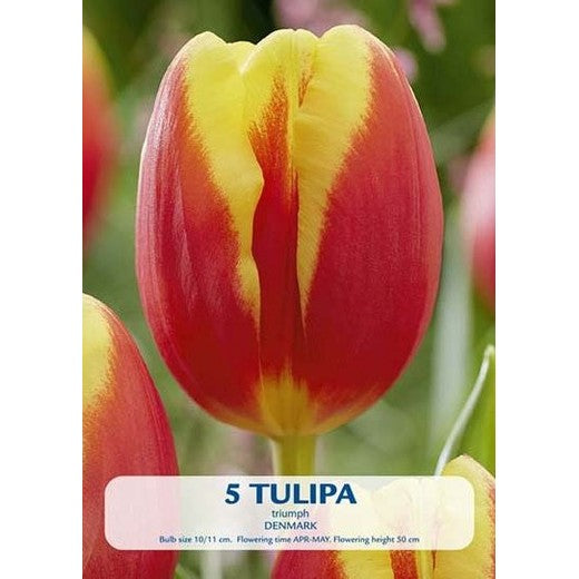 Tulppaani Tanska 5-pack