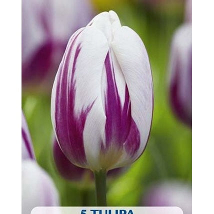 Tulppaani Flaming Flag 5-pakkaus