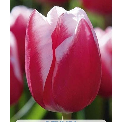 Tulppaani Leen van der Mark 5-pakkaus