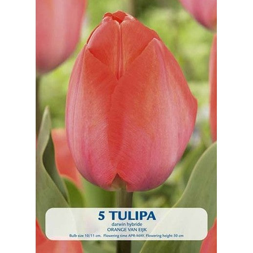Tulppaani Orange van Eijk 5-pakkaus