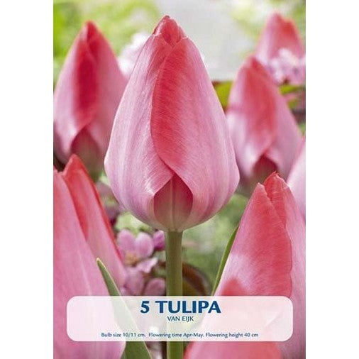 Tulppaani van Eijk 5-pakkaus