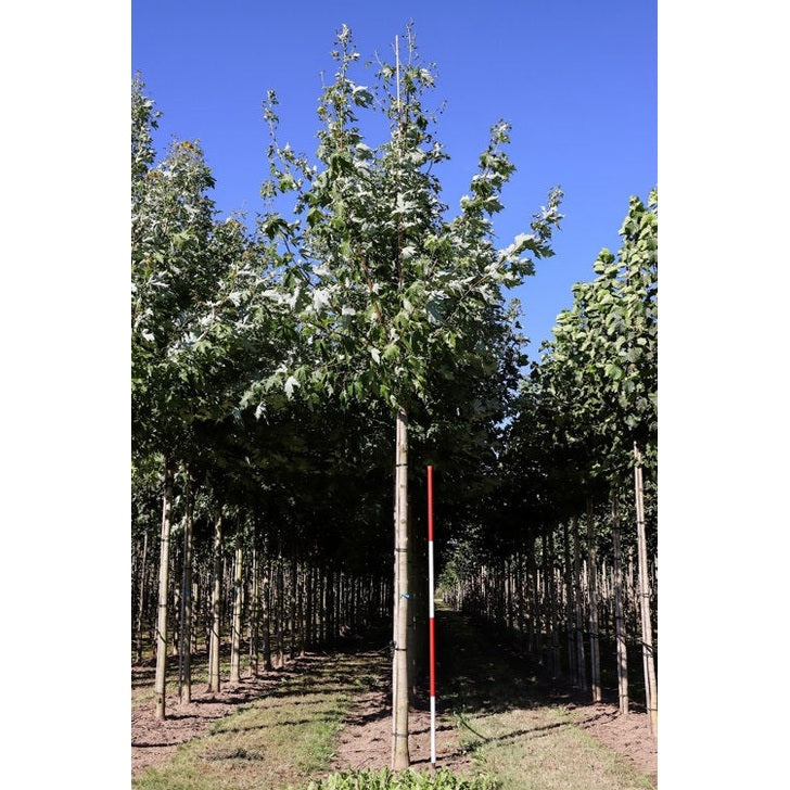 Freemanlönn - Acer freemanii AUTUMN BLAZE - Kannan ympärysmitta 18-20 cm, korkeus 4 +/- metriä, HS,
