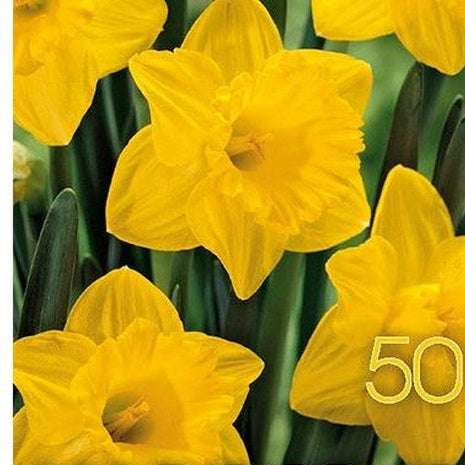 Narciss Dutch Master 50-pakkaus