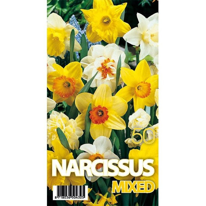 Narcissi Mix 50-pakkaus