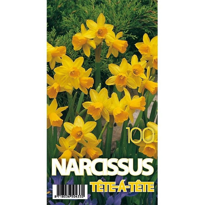 Narsissi Tête-à-Tête 100-pakkaus