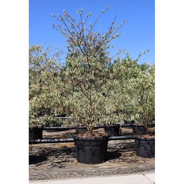 Pagodipensas - Cornus controversa &